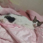 [고양이] 울집 귀영둥이