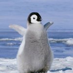 [TXT] 휴닝이 <b>펭귄</b> 진짜 개잘어울려...