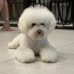 [드루와] 원래 <b>비숑</b>은 다 조규현 닮음?