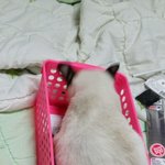 꼬미왔어요