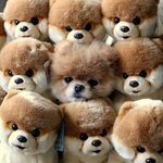 꼭꼭 숨어라! 강아지털 보일라~~~~