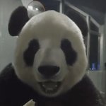 [NCT즌] 살다살다 판다<b>가</b> 라방하는 거까지 <b>보네</b>