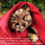 진짜 보다 더 귀여운 동물 인형