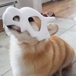 탕구리 <b>현실판</b>