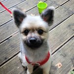 [강아지] 저희집 6개월된 <b>포메</b> 사진입니다 여러분 자랑 사진~!