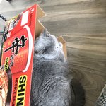 [고양이] <b>신라면</b> + 고양이 = ? 냥이들은 박스를 참 좋아해요~...