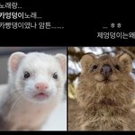 [스키즈] ..쿼카엉덩잌ㅋㅋㅋㅋㅋㅋㅋ