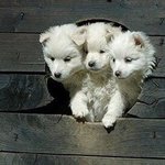 [펜타곤] 유니들이 보는