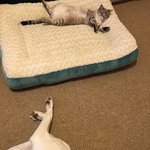 냥아치를 상대하던 댕댕이는..