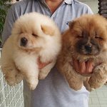 <b>테디</b>베어를 꿈꾸는 '곰' 닮은 개