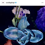 [<b>YG</b>] 지디 생일 포스트 꽃