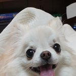 [방탈죄송] 개는 밥주는 사람한테 <b>복종</b>한다잖아