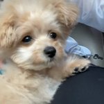 타팬인데 권은비 강아지 역대급 귀여운거같음