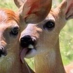 [19] 여성징병제가 진짜 어이없는 이유