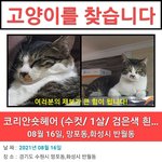 [고양이] 수원 망포동,<b>화성시</b> 반월동