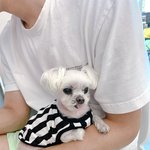 [강아지] 최강동안 우리 말티즈 보러오세요^^