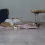 나의 동거묘 도칠이 <b>분리</b>불안