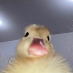 카페인때문에 <b>심장</b>개빠르게뜀