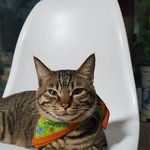 우리집 냥이 <b>얼룩</b>이~*