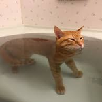 냐 아리가또~ 냐~<b>이치</b> 니 산 냐~아리가또~