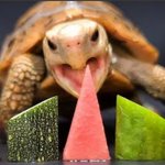 [NCT칠프] ㅅㄷ <b>거북</b>이 너무 귀엽지않냐