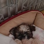 [NCT칠프] 내친구개귀여워