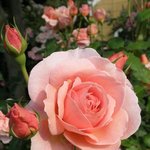 찬란한 <b>장미</b> 예찬론