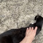 [NCT칠프] 아 고양이보다 <b>팔</b>이 더 시강...