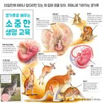 캥거루의 <b>신비</b>