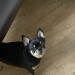 강아지 목욕을 자주 시키면 <b>위험</b>한 점!!