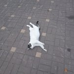 길냥이 자는 거 봐보ㅓ