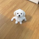 [이것좀봐줘] 우리집 강아지 제발 봐줘 너무 귀여워