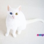 <b>오드</b>아이 냥이들