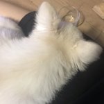 울 강쥐 어<b>카지</b> ㅜㅜ