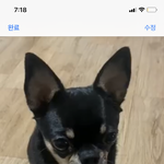 우리 집 강아지
