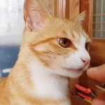 <b>정변</b>의 아이콘 냥이 진짜 너무 예쁘다