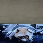 [더보이즈] 폰으로 브이앱 켜놓고 티비로 <b>동물</b>농장 보는데