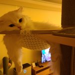 [고양이] 우리 호<b>두부</b> 자랑