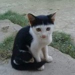 본진 컴백하는데 머리가 ㅈㄴ 맘에안듦