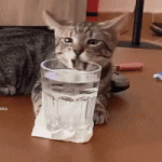 <b>집사들</b>이 열받는 냥이들이 흔한 장난