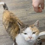 <b>윈터</b> 고양이일이 이렇까지 욕먹을일이야?