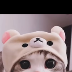 이<b>새기</b> 진짜 과하게 귀엽네