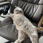 <b>재택</b>근무가 안되는 고양이 집사;;;