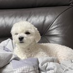 [드루와] 진짜 같이 다이어트할 판녀없어..?ㅠㅠ