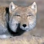 [방탄소년단] 남주니 <b>티베트</b> 여우 닮지 않았냐….??