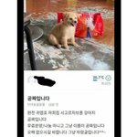 당근<b>마켓</b>의 흔한 공짜견