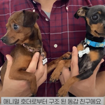 [강아지] 강아지 입양 방법 알려준다. 사지들 말아라.