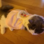 [고양이] 추석용 한복 준비<b>완료</b>