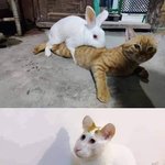 [댓글부탁해] 임테기 <b>두</b><b>줄</b>이면 쌍둥이야...? 좀 봐줘
