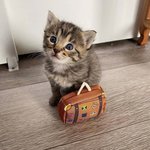 ❤️<b>힐링</b>짤❤️(혐짤아님 추천눌러조)